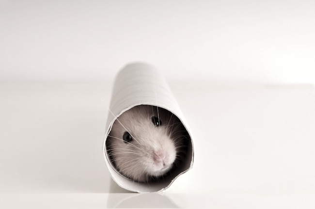 Is Content Marketing a Hamster Wheel You Can’t Escape?
