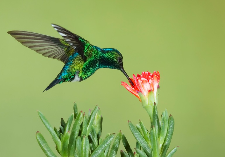 Why Google’s New Hummingbird Algorithm is Good News for Serious Content Creators
