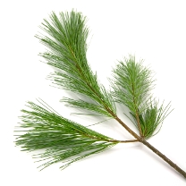 Get an Evergreen for Your Blog This Holiday Season