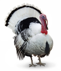 The Copyblogger Gratitude List — Happy Thanksgiving!